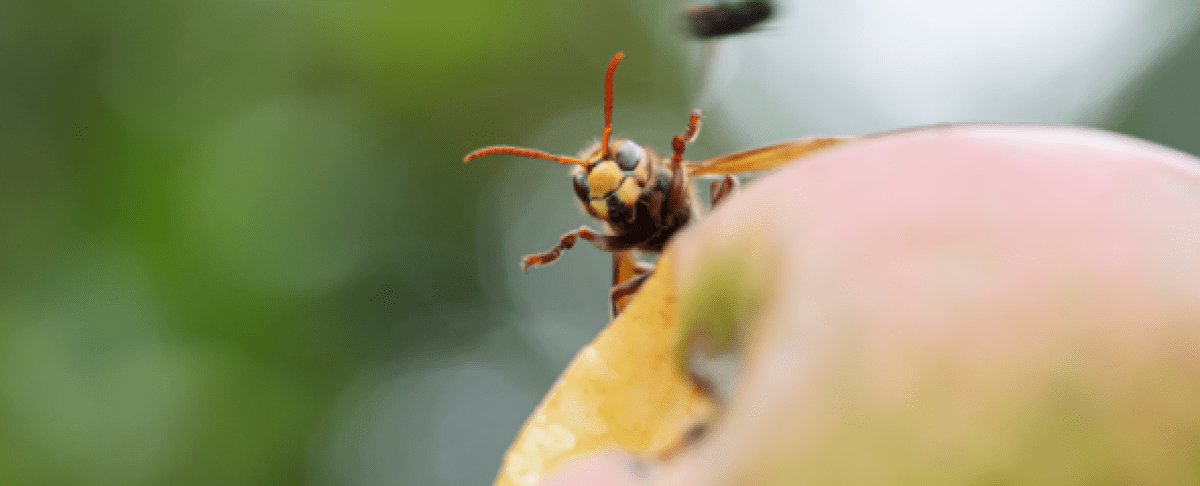 Zo voorkom je een wespennest in je tuin