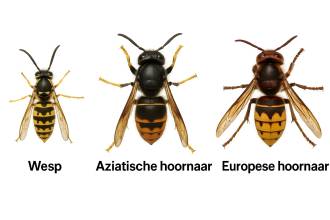 Wat is het verschil tussen een gewone wesp en een hoornaar?